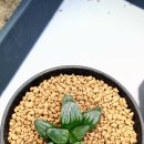 릴리(Lily) 이미지