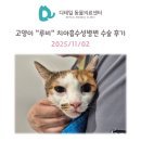 행복한고양이동물병원 | 철산동 동물병원) 고양이 &#34;루비&#34; 치아흡수성병변 수술 후기 (스케일링, 발치)