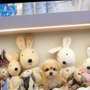 달링하이울산 이미지