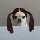 춤추는아리랑-꽃피우리라 | 성실한치와와가된다