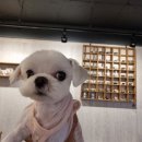 카페디구스토 네이버블로그