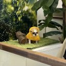 샤방하개 네이버블로그
