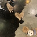 어바웃댕댕 이미지