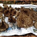 9월 12일-＞능이버섯 산행기(능이버섯,싸리버섯,개능이버섯) 이미지