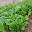 한진농장 이미지