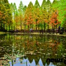 장태산휴양림 이미지