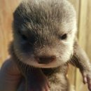 버블뽑기 이미지