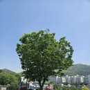 천주교대전교구 판암동교회 | [판암동성당] 대전교구 가톨릭 카페 테라스 뷰힐링 천주교회