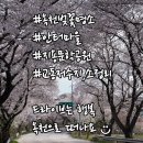 옥천군동이면석탄보건진료소 | 옥천벚꽃명소 총집합 안터마을, 지용문학공원, 교동저수지, 소정리 벚꽃길 실시간 개화상황 (25.4.10) ♪