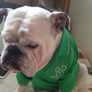 짱짱이네 이미지