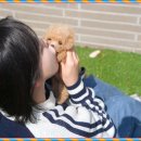 대구강아지분양 테디럽 | 대구애견분양 테디럽 만난 인연