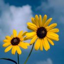 해바라기 이미지