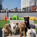 101애견유치원 이미지