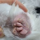 Dr. 오즈 동물병원 이미지