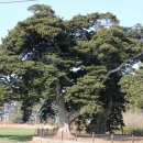 관매도 후박나무 이미지