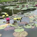 사랑의 소나기 이미지