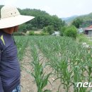 남면옥수수 이미지