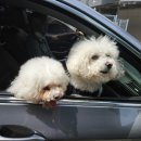 고로고로펫 이미지