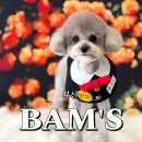 밤스(BAM'S) 강아지 미용실 | 부산 강아지 미용 추천 남천동애견미용 밤스 강아지 미용실
