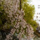 창녕 남지 개비리 이미지