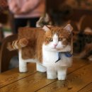 네모네모 이미지