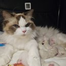 랙돌캐터리 알렉산더돌스 이미지