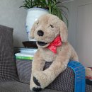 강아지 심폐소생술 교육을 마치고 이미지