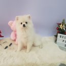 벨라 펫샵 이미지