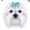 마이펫푸드 이미지