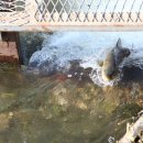 자원부화장 이미지