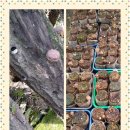 원목표고버섯...톱밥배지버섯 이미지