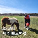 제주 태교여행 3일차 여행코스 에코랜드 테마파크 랜딩관 제주신화월드 신화테마파크