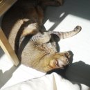 비사이 | 고양이 털 제거 추천, 쓰리잘비 핸디잘비 내돈내산 후기