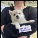 강아지분양 고양이분양 멍앤냥 수원점 이미지