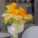 후리지아 이미지