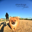 스타독스 이미지