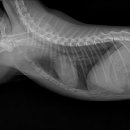 온아동물의료센터 이미지