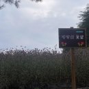 동강자동차유리 | 10월 가을 여행 강원도 정선 병방치 스카이 워크와 병방산 꽃밭