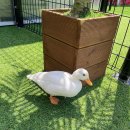 애니멀클럽 이미지