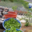 뽕잎가루만들기도전 이미지