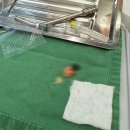 가까운신촌약국 | 신촌 잎사귀치과 - 신경 가까운 누운 매복 사랑니 발치 후기🦷