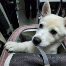 고득영동물병원 이미지