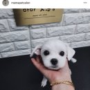 마마펫살롱 | 🌟문수동 마마펫살롱, 애견미용 잘하는곳, 애견호텔, 애견용품🌟