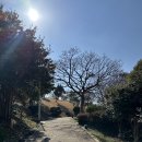 돌산공원 | [전남] 여수 당일치기! 돌산공원 - 퍼즈(pause) 카페 - 만성리검은모래해변 - 마래2터널! 꽃돌게장은 덤