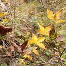 담금용 먹도라지.산더덕. 이미지