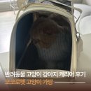 코코로 | 코코로펫ㅣ고양이 이동장 가방 캐리어 후기