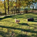 털로덮인친구들(키녹점) 이미지