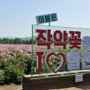 4월30일 합천 황매산 철쭉,핫들생태공원 (왕초보 가능) 이미지