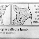 혹시 Lamb이 무슨뜻인지 아시나요? 이미지