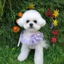 영천애견미용 | 영천 애견 미용 미니비숑 휴지 사진 후기